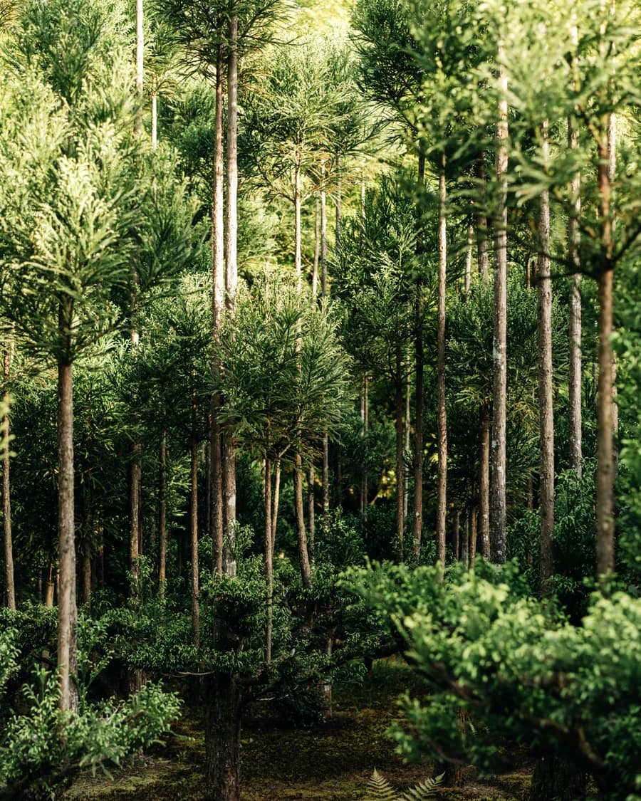 Tall trees in a lush forest in Japan