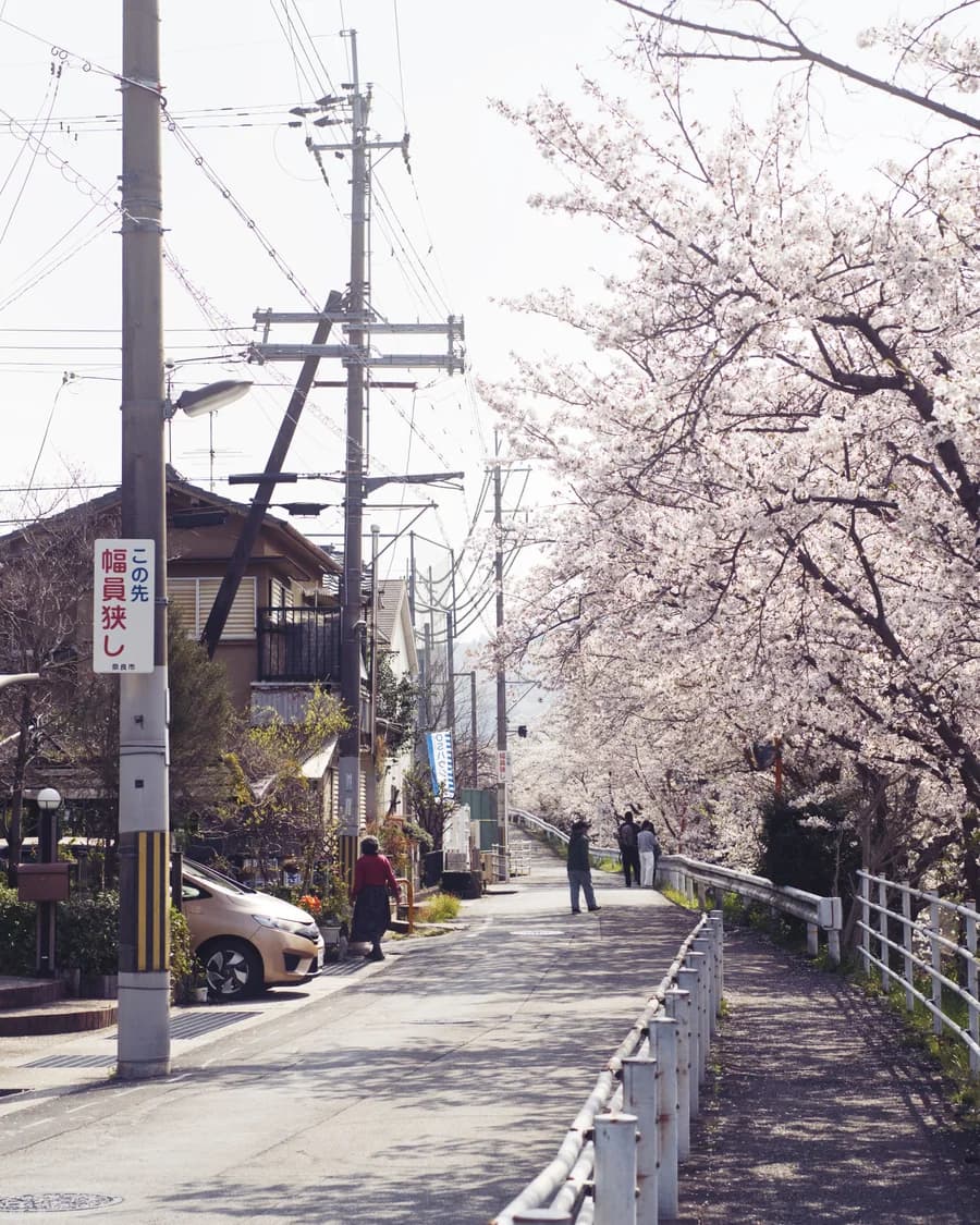 A residential street in Japan lined with cherry blossoms in spring